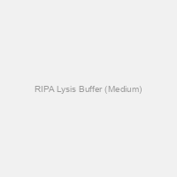 RIPA Lysis Buffer (Medium)